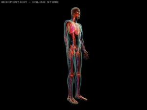 human system 3D Model