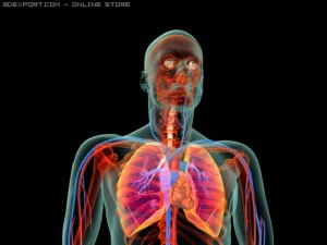 human system 3D Model