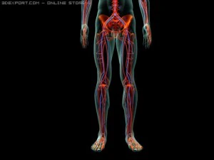 human system 3D Model