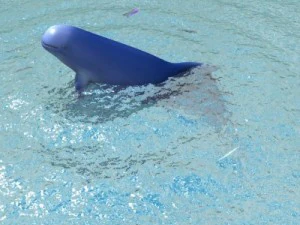 irrawaddy dolphin 3D Model