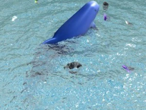irrawaddy dolphin 3D Model