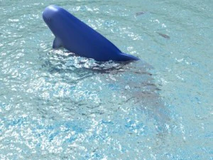 irrawaddy dolphin 3D Model