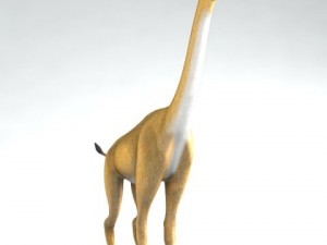 aepycamelus 3D Модель