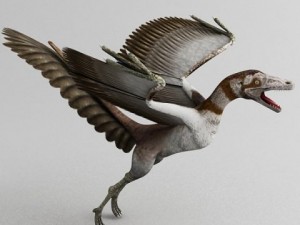 archaeopteryx 3D 모델