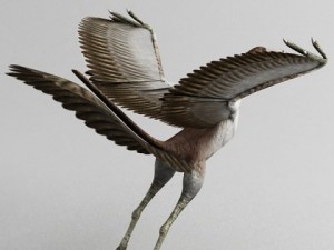 archaeopteryx 3D 모델