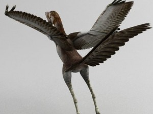 archaeopteryx 3D 모델