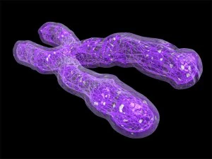 cromosoma Modello 3D