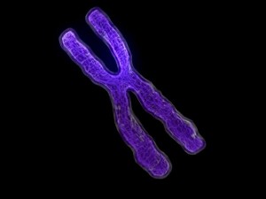 chromosome Modello 3D