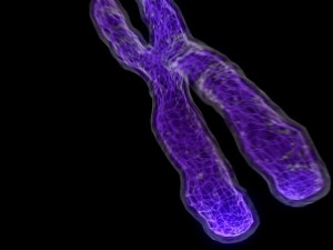 chromosome Modello 3D