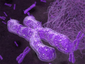 chromosome Modello 3D