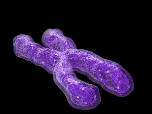 chromosome Modello 3D