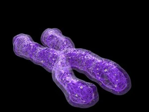 chromosome 3D Model
