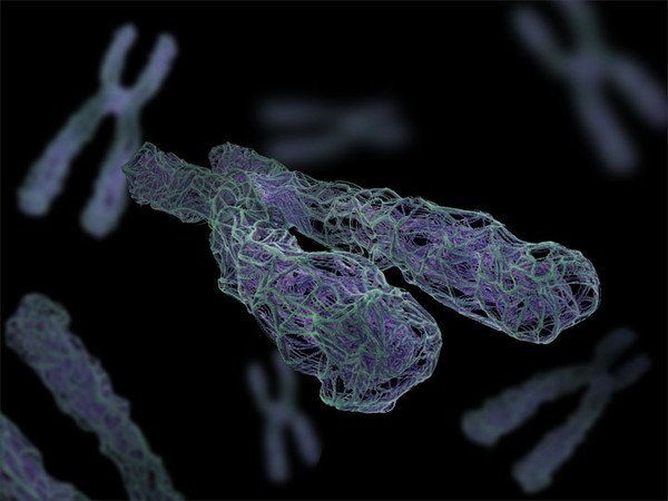 chromosome Model 3D .c4d .max .obj .3ds .fbx .stl .blend 