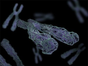 chromosome 3D Model