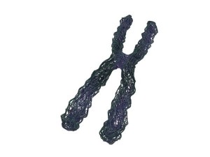 chromosome Model 3D