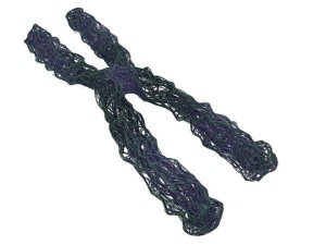 chromosome Model 3D