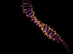 dna Modello 3D