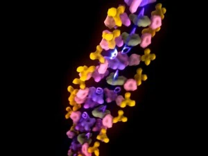 dna 3D Model
