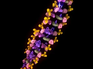 dna 3D Model