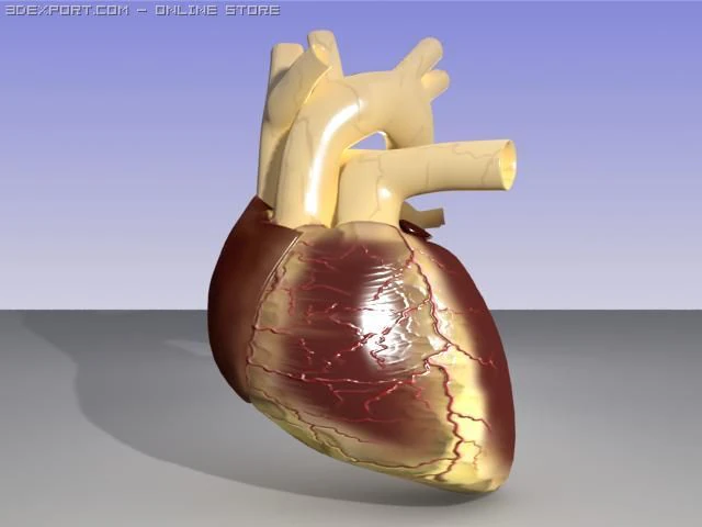 heart 3D Model .c4d .max .obj .3ds .fbx .stl .blend 