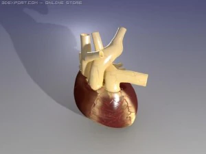 heart 3D Model