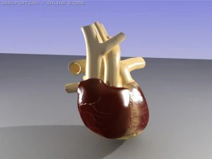 heart 3D Model