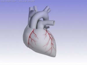 heart Modello 3D