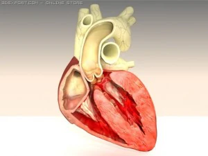 हृदय पार अनुभाग 3D मॉडल