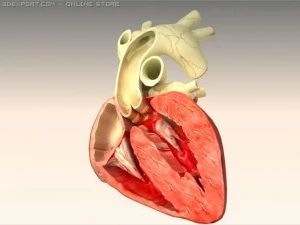 heart cross section 3D Model