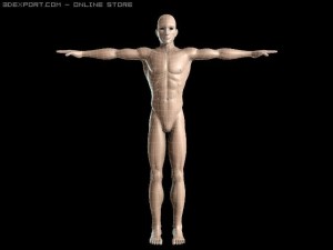basic male figure rigged 3D 모델