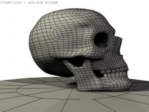 인간의 두개골 3D 모델