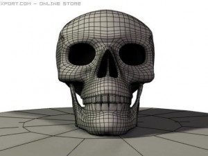 human skull 3D 模型