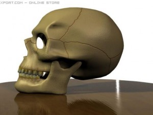 human skull 3D 模型