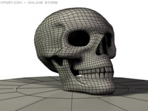 human skull 3D 模型