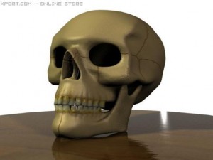 human skull 3D 模型