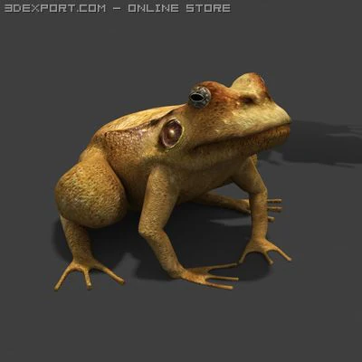 frogtextured 3D Model .c4d .max .obj .3ds .fbx .stl .blend 