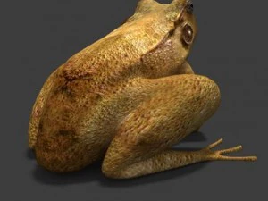 frogtextured 3D Model