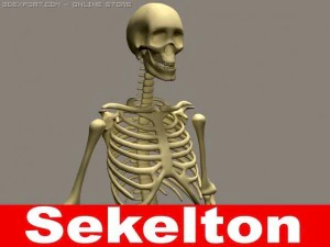 Skeleton 3D Modell
