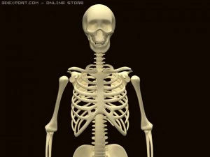szkielet Model 3D