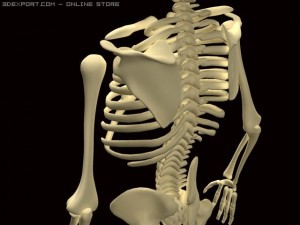 skeleton 3D Model