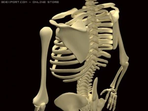 szkielet Model 3D