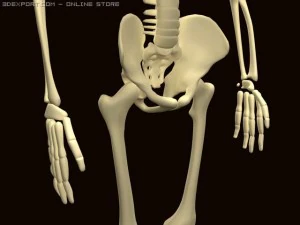 szkielet Model 3D