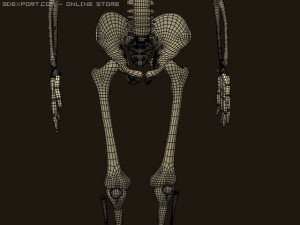 skeleton 3D Model
