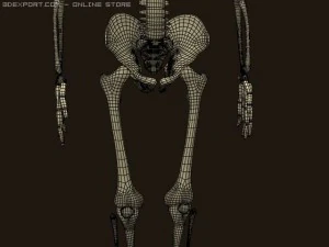 szkielet Model 3D
