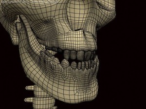 skeleton 3D Model