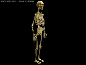 szkielet Model 3D