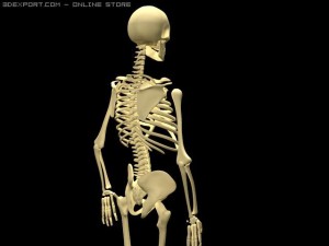 skeleton 3D Model