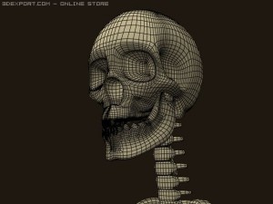 skeleton 3D Model