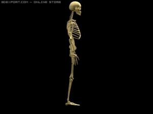 skeleton 3D Model