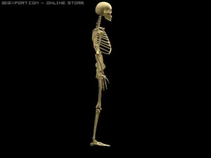 szkielet Model 3D